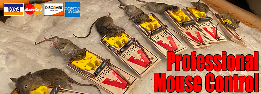 AMDRO Mouse Traps in the Animal & Rodent Control department at